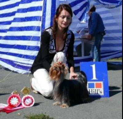  KENDLAIT SHE CAN FLY JEDI SANSE &mdash; Labaza DogPedigree YorkshireTerrier